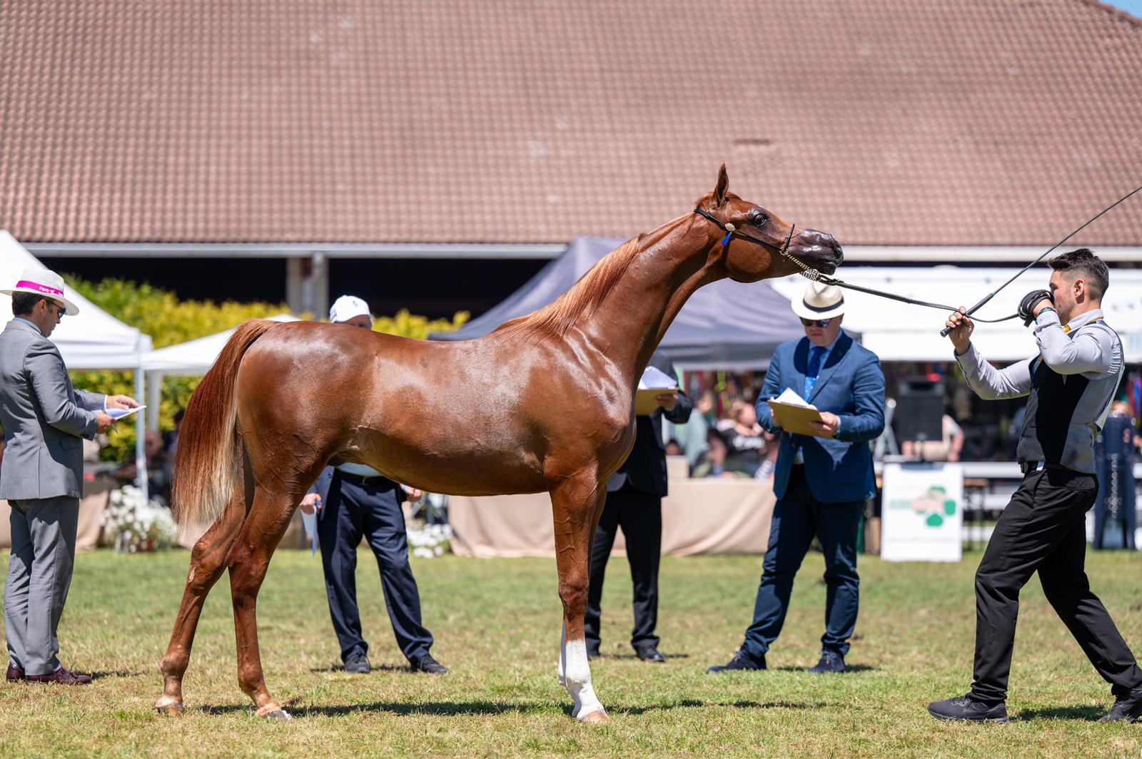 Caballo árabe de competición - Fuengo Arabian Show