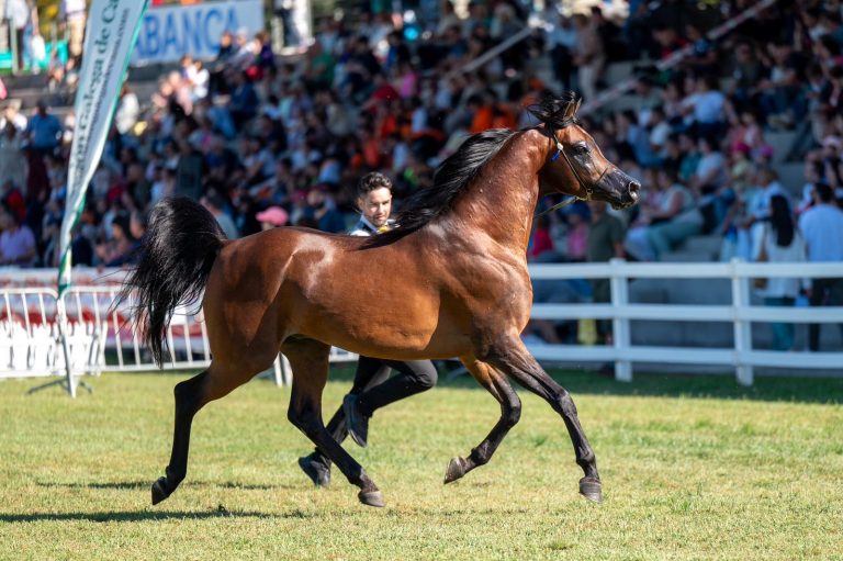 Caballo árabe en competición con Fuengo Arabian Show Training