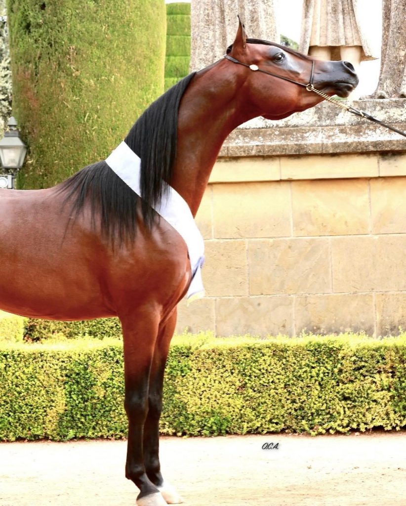 Caballo árabe vencedor - Fuengo Arabian Show Training