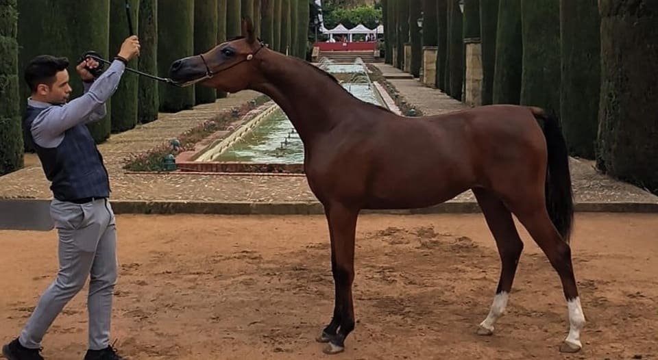 Competición caballos - Fuengo Arabian