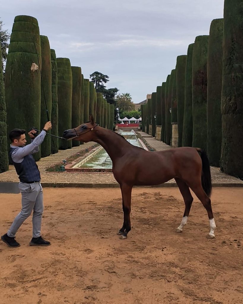 Entrenamiento de caballos árabes - Fuengo Arabian Show Training