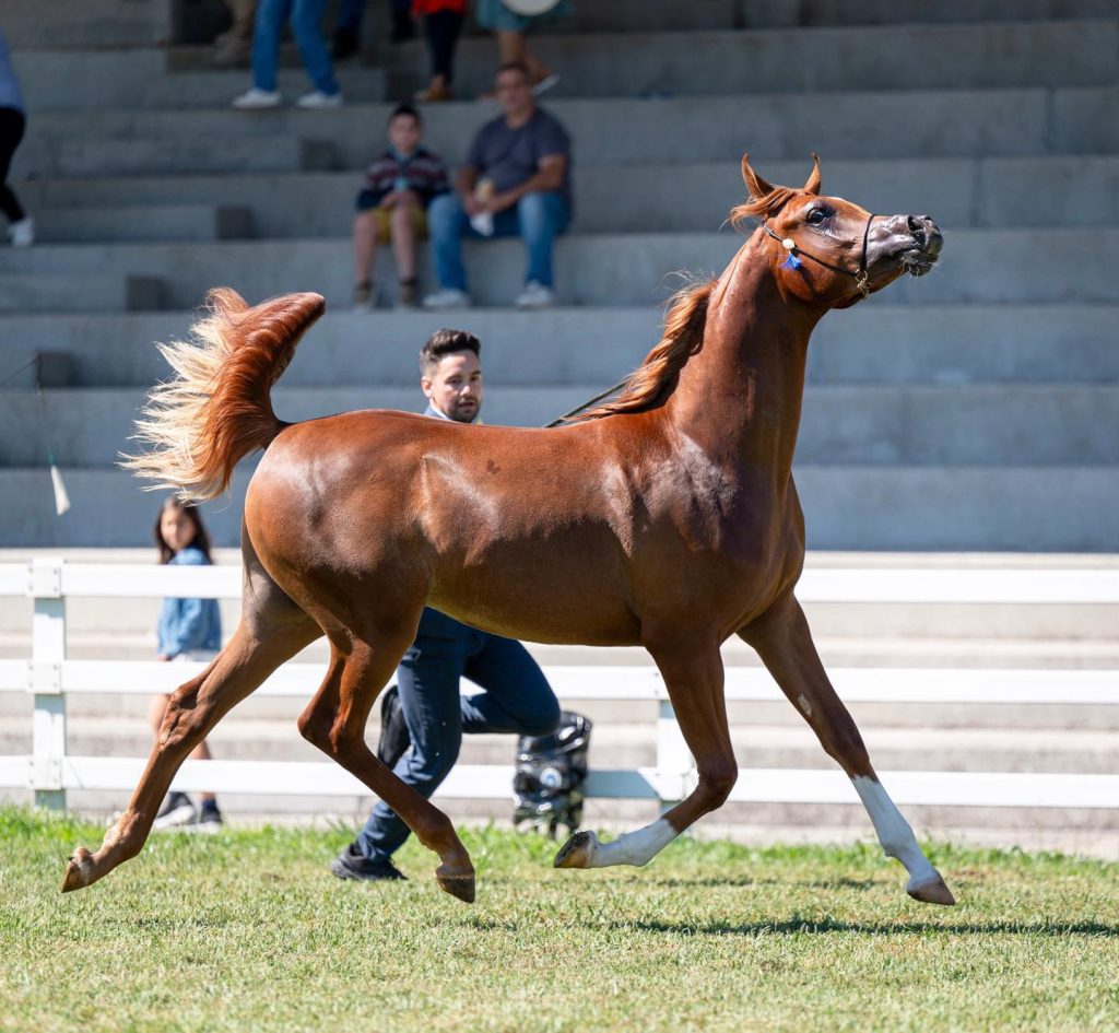 Entrenamiento de caballos árabes desde Fuengo Arabian Show