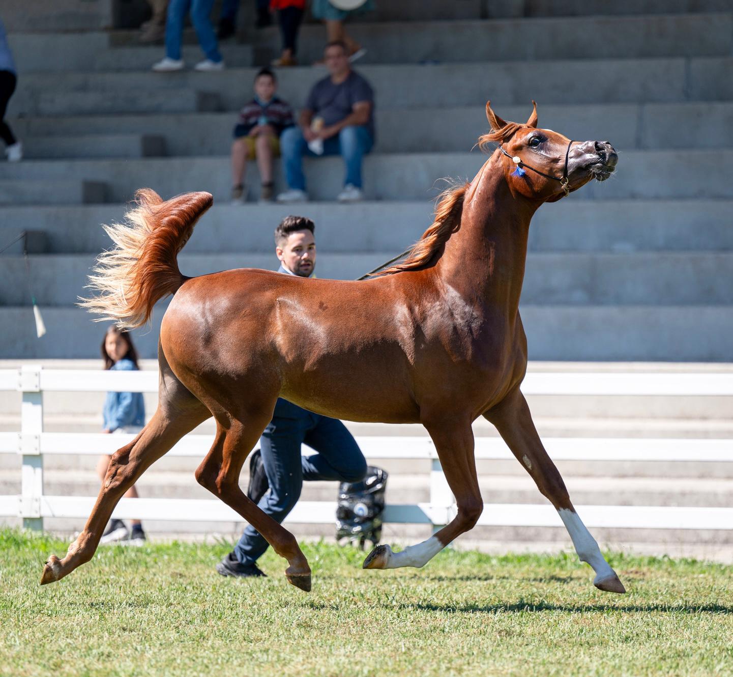 Entrenamiento de caballos árabes desde Fuengo Arabian Show