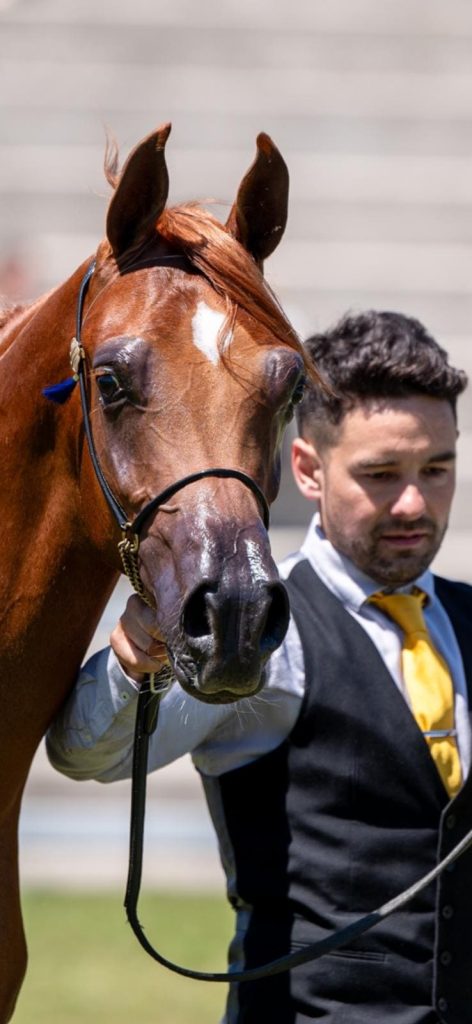 Fuengo Arabian - Galería