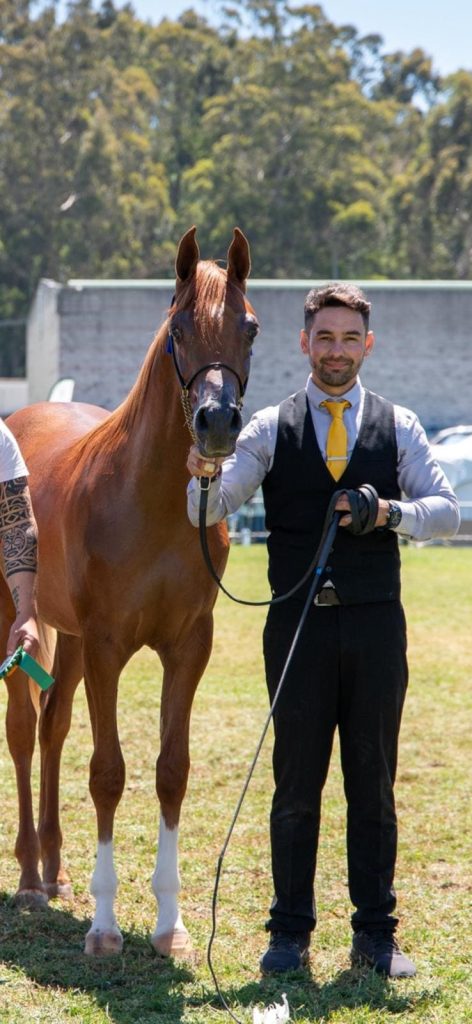 Fuengo Arabian - Galería