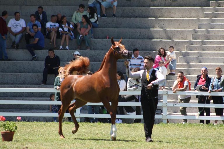 Fuengo Arabian Show Training - Presentación de caballos árabes