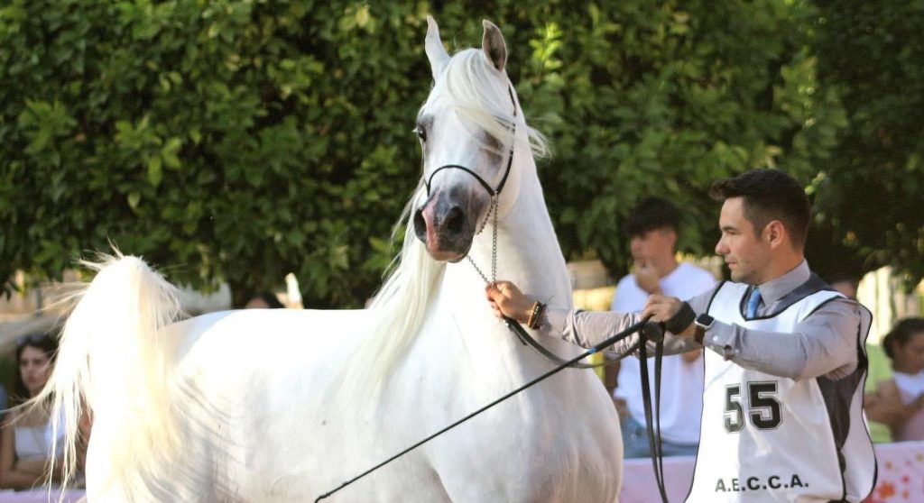 Fuengo Arabian Show Training - Santi con caballo blanco