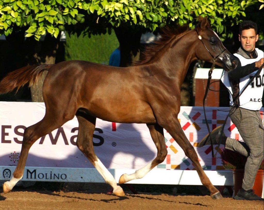 Fuengo Arabian Show Training - Santi con caballo marrón