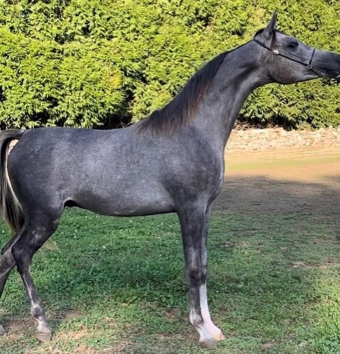 Fuengo Arabian Training Show - Caballo árabe grisáceo
