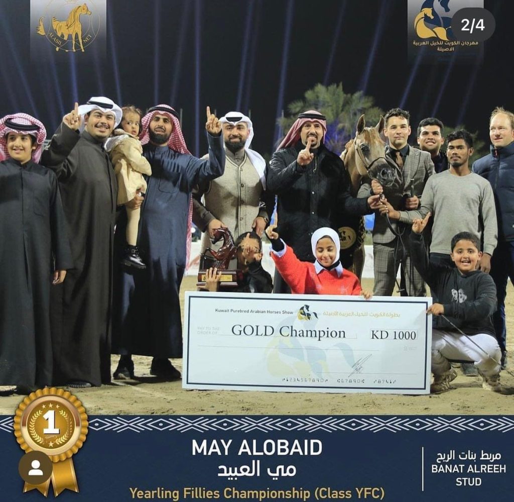 Gold Champion May Alobaid - Fuengo Arabian
