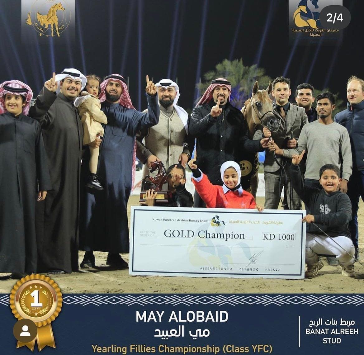 Gold Champion May Alobaid - Fuengo Arabian