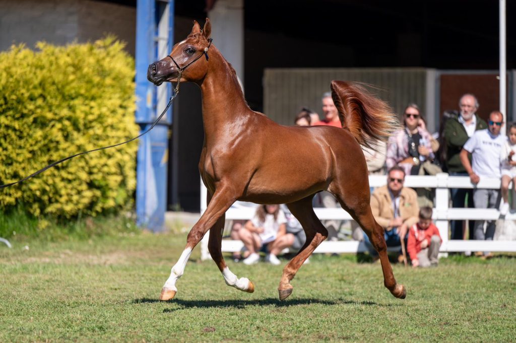 Presentación de caballo árabe - Fuengo Arabian Show