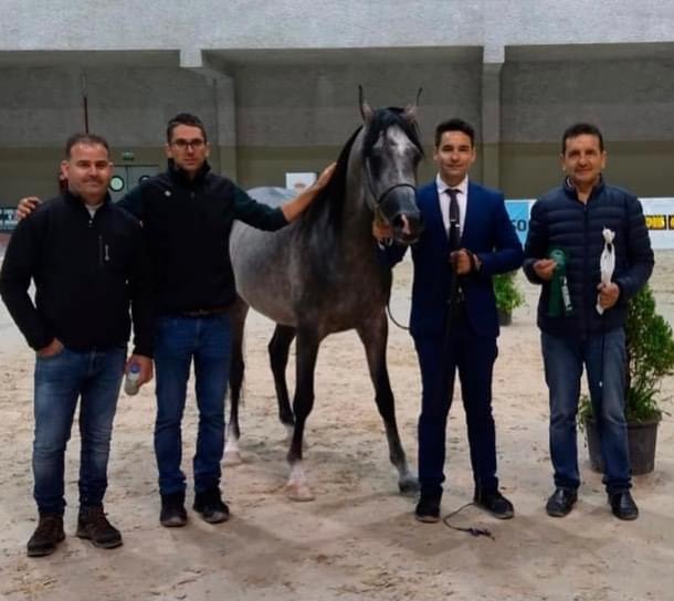 Presentaciones Fuengo Arabian Show Training